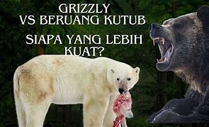 Beruang Grizzly Vs Beruang Kutub