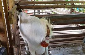 Kambing Melahirkan Kambing Melahirkan 3 Anak Berapa Kali